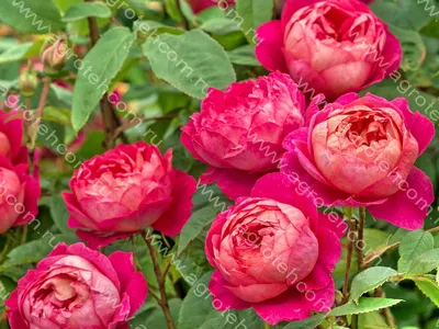 Старинные розы зарубежных коллекций Бенджамин Бриттен