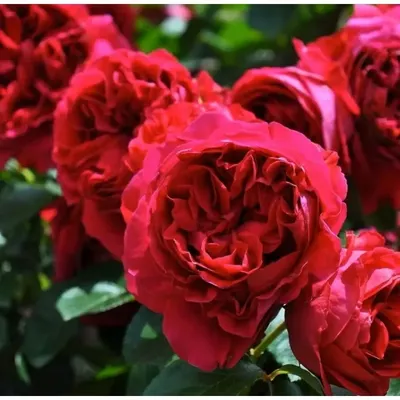 Роза английская Бенджамин Бриттен С4 купить за 1 590 р. в садовом центре  АСТ Медовое