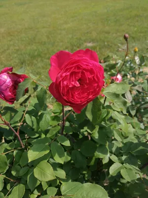 Купите роза бенджамин бриттен 🌹 из питомника Долина роз с доставкой!