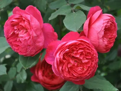 Роза Бенджамин Бриттен (Benjamin Britten) - Питомник роз