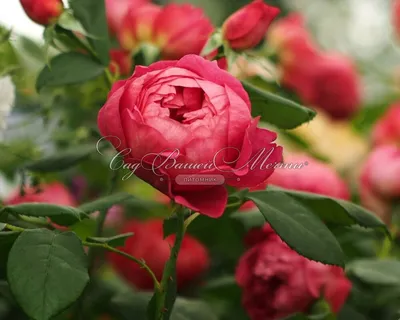 Роза \"Benjamin Britten\" купить в питомнике растений с доставкой по Саратову  и Саратовской области, саженцы, выращивание, посадка и уход