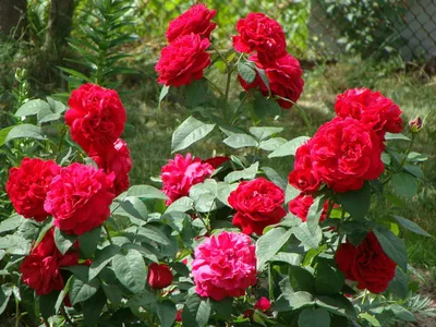 Бенджамин Бриттен (Benjamin Britten) - Английские розы - Розы - Каталог