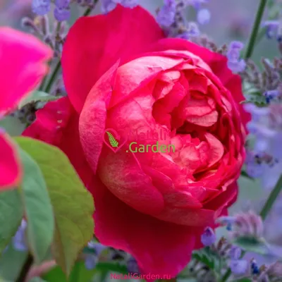 Роза Benjamin Britten (Бенджамин Бриттен) – купить саженцы роз в питомнике  в Москве