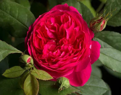 Роза Бенджамин Бриттен Benjamin Britten Austin Великобрит, 2001 -  ₴70.00грн. : Приватна колекція троянд Наталії Валеріївни!, Квіти в кожен  сад та будинок