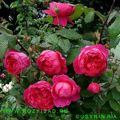 Роза Benjamin Britten (Бенджамин Бриттен) – купить саженцы роз в питомнике  в Москве
