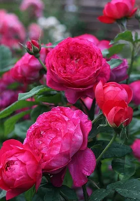 Фото: Английская роза сорта \" Benjamin Britten\" («Бенджамин Бриттен»).  Фотограф путешественник Вера Мраморова. Макро. Фотосайт Расфокус.ру