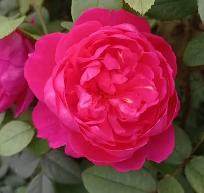 Саженцы английской розы Бенджамин Бриттен (Rose Benjamin Britten)  (ID#1546773464), цена: 110 ₴, купить на Prom.ua
