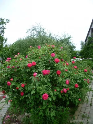 Английская роза \"Бенджамин Бриттен\" (Benjamin Britten) (id 106491681),  купить в Казахстане, цена на Satu.kz
