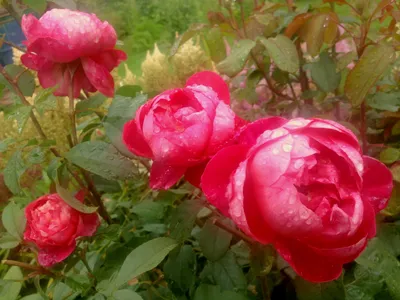 Benjamin Britten rose, repeat flowering, 4 X 3 feet or 8 - 10 feet as a  climber | Английская роза, Розы, Садовые идеи