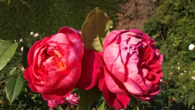 Саженцы штамбовой розы бенджамин бриттен купить в Москве по цене от 3690  рублей