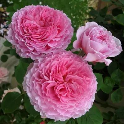 Rose Benjamin Britten (Бенджамин Бриттен роза) - YouTube