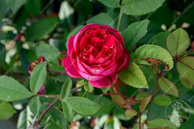 Одинокая Красная Роза Бенджамин Бриттен — стоковые фотографии и другие  картинки Роза - Роза, Без людей, Весна - iStock