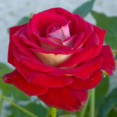 🌹În luna martie se poartă roșu! 🌹 Am selectat pentru tine cele mai  râvnite soiuri de trandafiri, în culori aprinse, deosebite… | Rose seeds,  Rose bush seeds, Rose