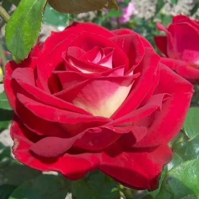 Роза Биколетта, купить саженцы роз в России