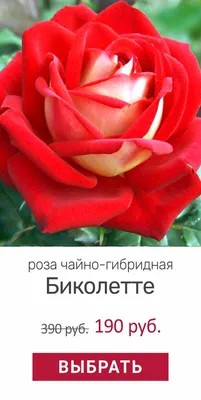 Чайно-гибридная роза Биколетте - YouTube