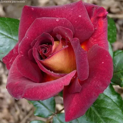 Роза Биколетте штамбовая (Bicolette) - саженцы штамбовых роз купить в  Алмате с доставкой по Казахстану | цена