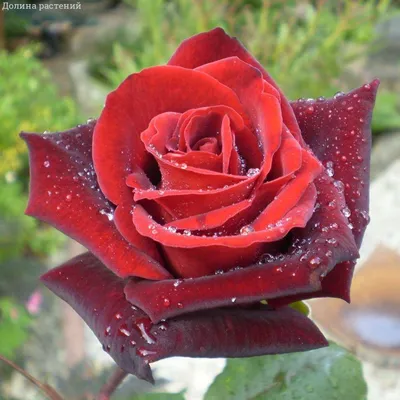 Купить саженец роза чайно-гибридная биколлет в коробке zp по выгодной цене  в интернет-магазине Дарвин