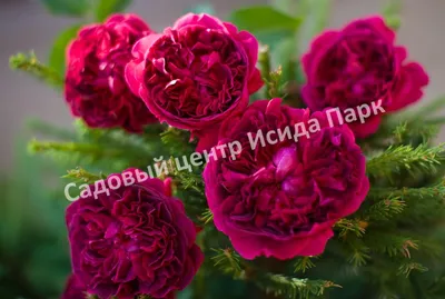 Беккер Беларусь on Instagram: \"🌹Цвет настроения — красный! 🌹 Сделали для  вас роскошную, огненную подборку роз с цветами пламенных оттенков. 📌Роза  чайно-гибридная Черная магия 📌Роза чайно-гибридная Ред Интуишн 📌Роза  чайно-гибридная Кофе Брейк