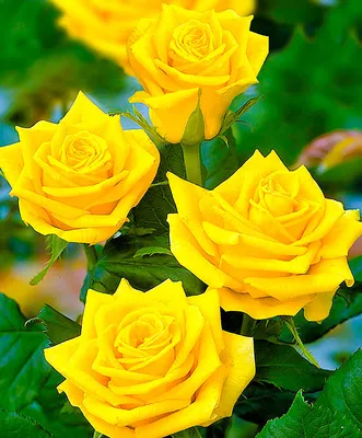 Роза чайно-гибридная Биколет (rose bicolette) 🌿 роза Биколет обзор: как  сажать саженцы розы Биколет - YouTube