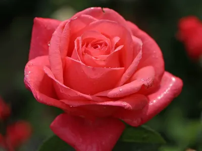 Беллевью роза - 57 фото
