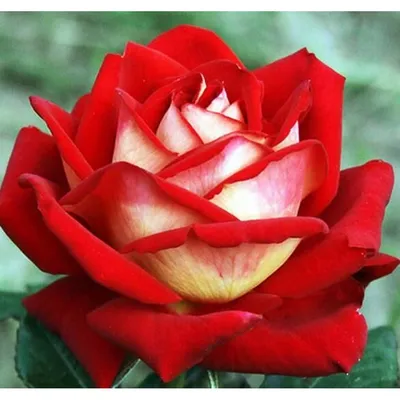 Роза чайно гибридная николь - 74 фото