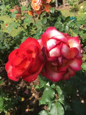 Сорта роз (71 фото)