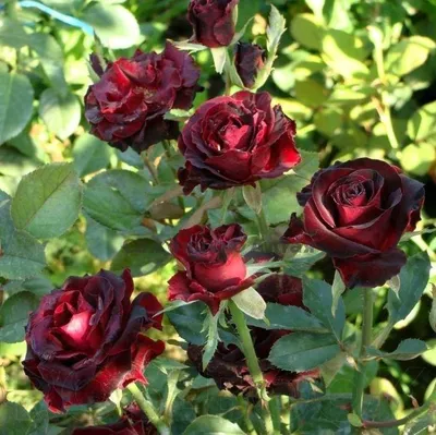 Купить красные чайно гибридные розы недорого в Москве