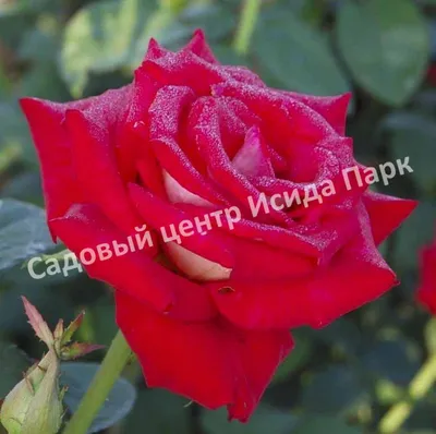 Роза парковая Биколетта, купить саженцы роз в Минске