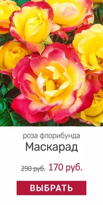 Как сделать стильный цветник из роз – подбор сортов, правила ухода | Дизайн  участка (Огород.ru)