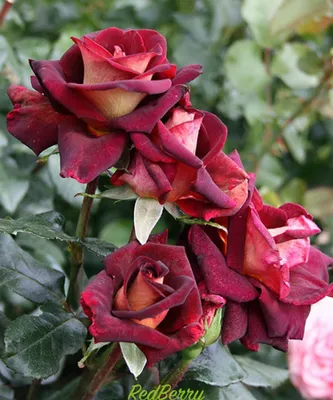 Роза чайно-гибридная Биг Перпл 🌳 Саженцы