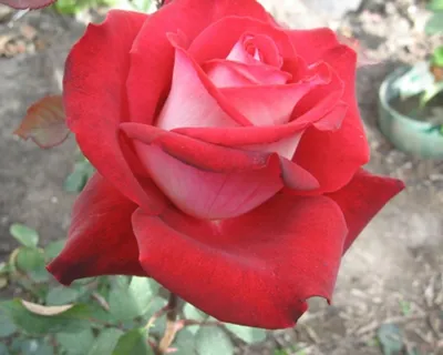 Чайно-гибридные розы без недостатков! Цветут обильно, пышно, стойкость  цветка максимальная! - YouTube