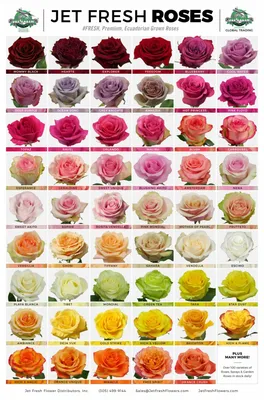 Роза с вывернутыми лепестками (Много фото!) - treepics.ru