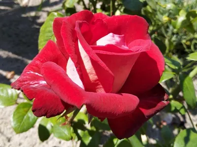 Роза биколет (40 фото) - 40 фото