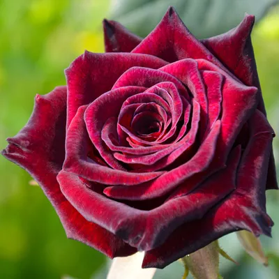 Роза black baccara фото фотографии