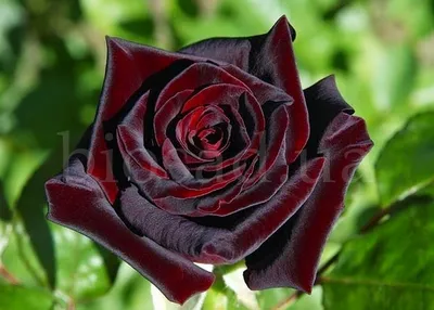 Цена на Роза Блэк баккара (Black baccara) - купить саженцы