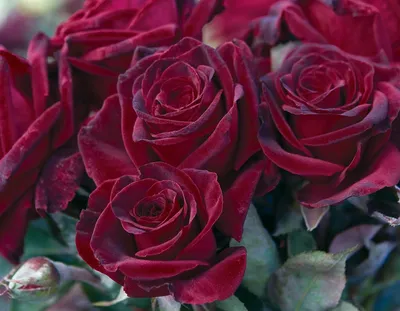 BLACK BACCARA ROSE (Only for... - Fruits N Flowers | Facebook