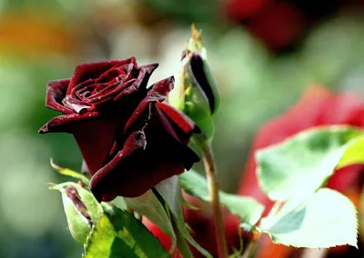 Роза Блек Баккара (Black Baccara) ᐉ купить с доставкой почтой по Украине в  питомнике Биосад