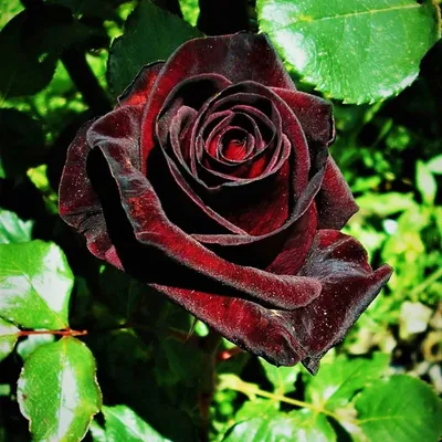 Black Baccara® - Star® Roses and Plants