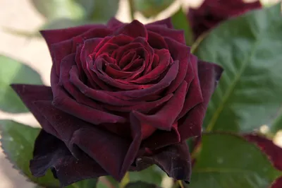 Black Baccara | Grootbloemige Rozen | Rosarium Lottum