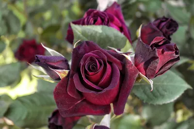 Rosa 'Black Baccara' - Wikipedia