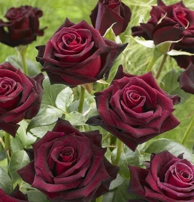 Роза Блэк Баккара - купить саженцы Rose Black Baccara почтой, недорого
