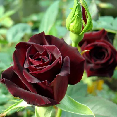 Роза черная «Black Baccara» (поштучно) купить с доставкой в СПб