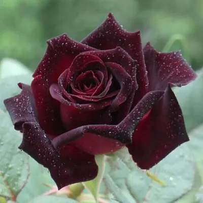 Роза Блэк Баккара Rose Black Baccara