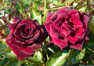 Rose Black Baccara - The Black... - Blackmoor Fruit Nursery | Facebook