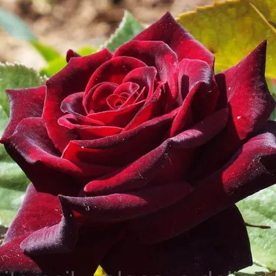 Rosa 'Meidebene' BLACK BACCARA® - Havlis.cz
