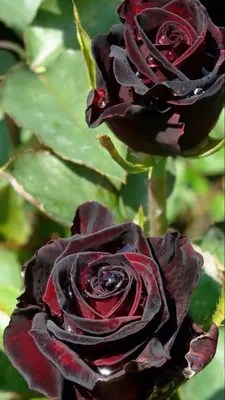 Say Hi to the first flower ever on this young rose plant! (Black Baccara) :  r/Roses