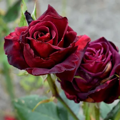 Black Baccara Rose | Black cherry flowers, Gothic flowers, Goth garden