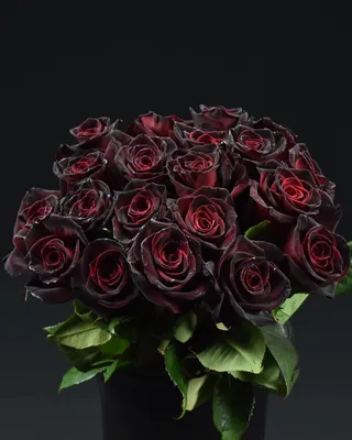 Buy rose Black Baccara (hybrid tea) Rosa 'Black Baccara ('Meidebenne')  (PBR)'