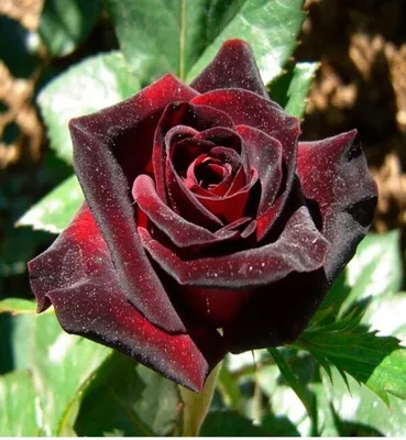 Rose Black Baccara - Flowers WA - Perth