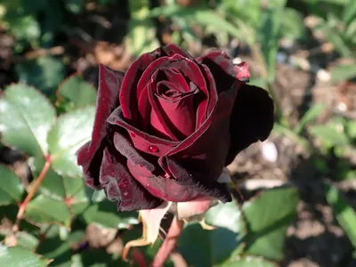 Роза Black-Baccara - купить с доставкой по выгодным ценам в  интернет-магазине OZON (403718490)